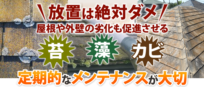 放置は絶対ダメ!屋根や外壁の劣化を促進させる苔・藻・カビ