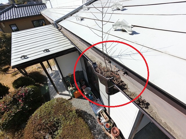 仙台市太白区　雨樋の中に木が生えている様子