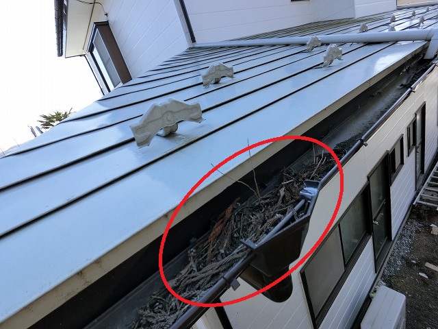 仙台市太白区　軒樋の集水器に詰まった葉っぱの塊の様子