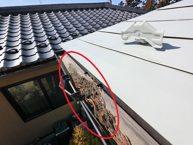 仙台市太白区　集水器周りに溜まった杉の葉の様子