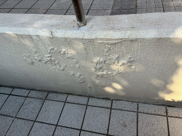 仙台市太白区　スロープ部の塗膜の膨れが目立っている