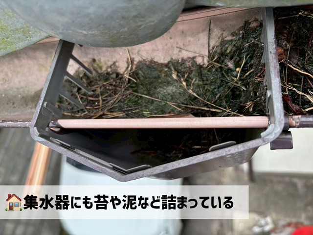 仙台市太白区-雨樋清掃-集水器の苔・泥の詰まり