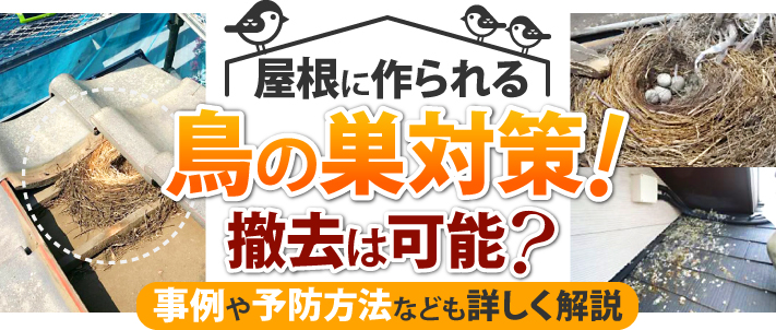 屋根に作られる鳥の巣対策！撤去は可能？事例や予防方法なども詳しく解説